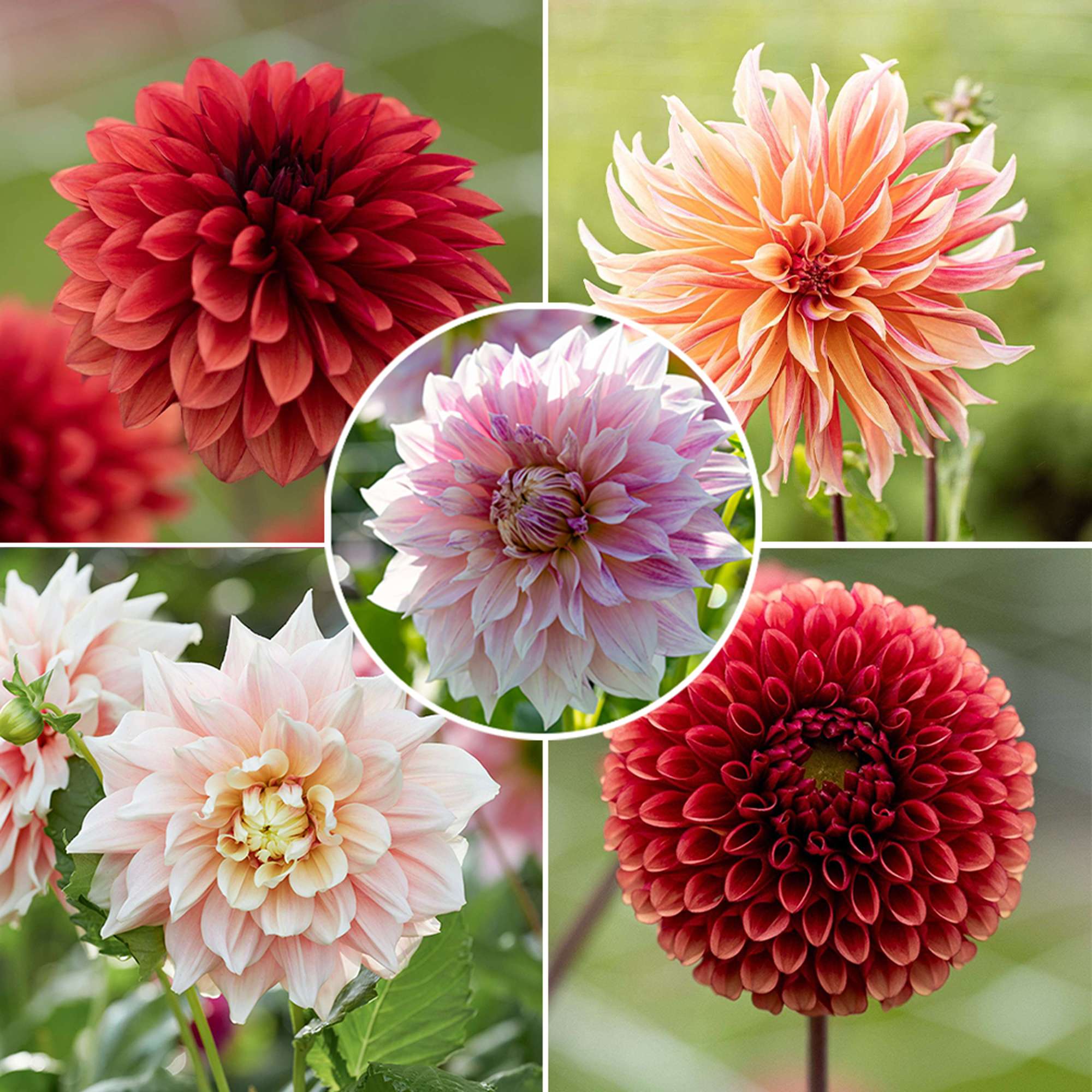 Dahliamix 'Bestsellers'